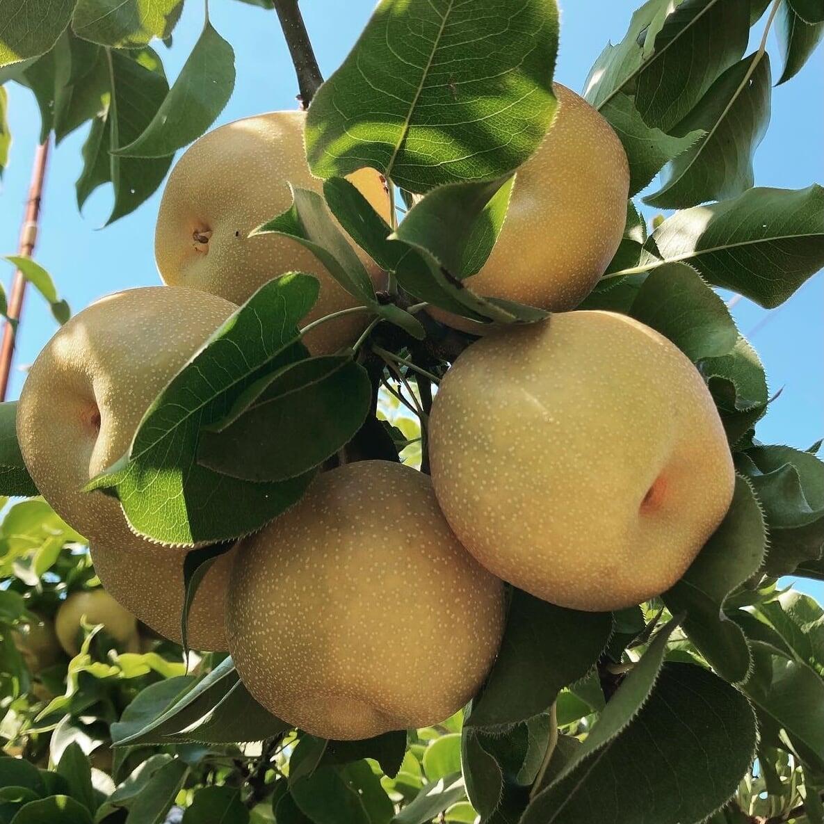 Asian Pear