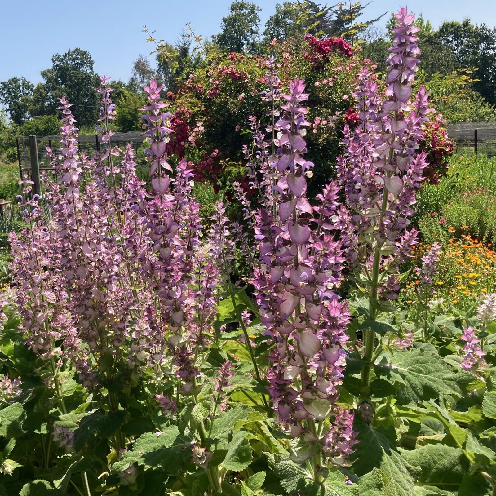 clary sage