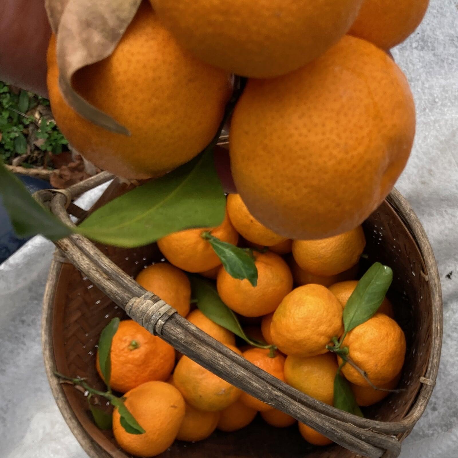 mandarins