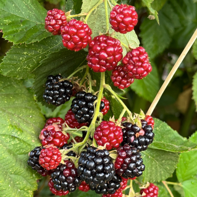 blackberries