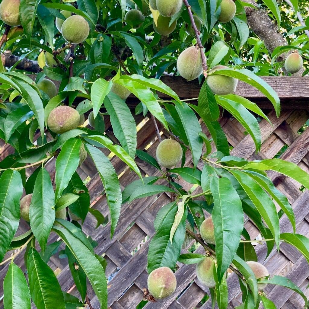 peaches on tree