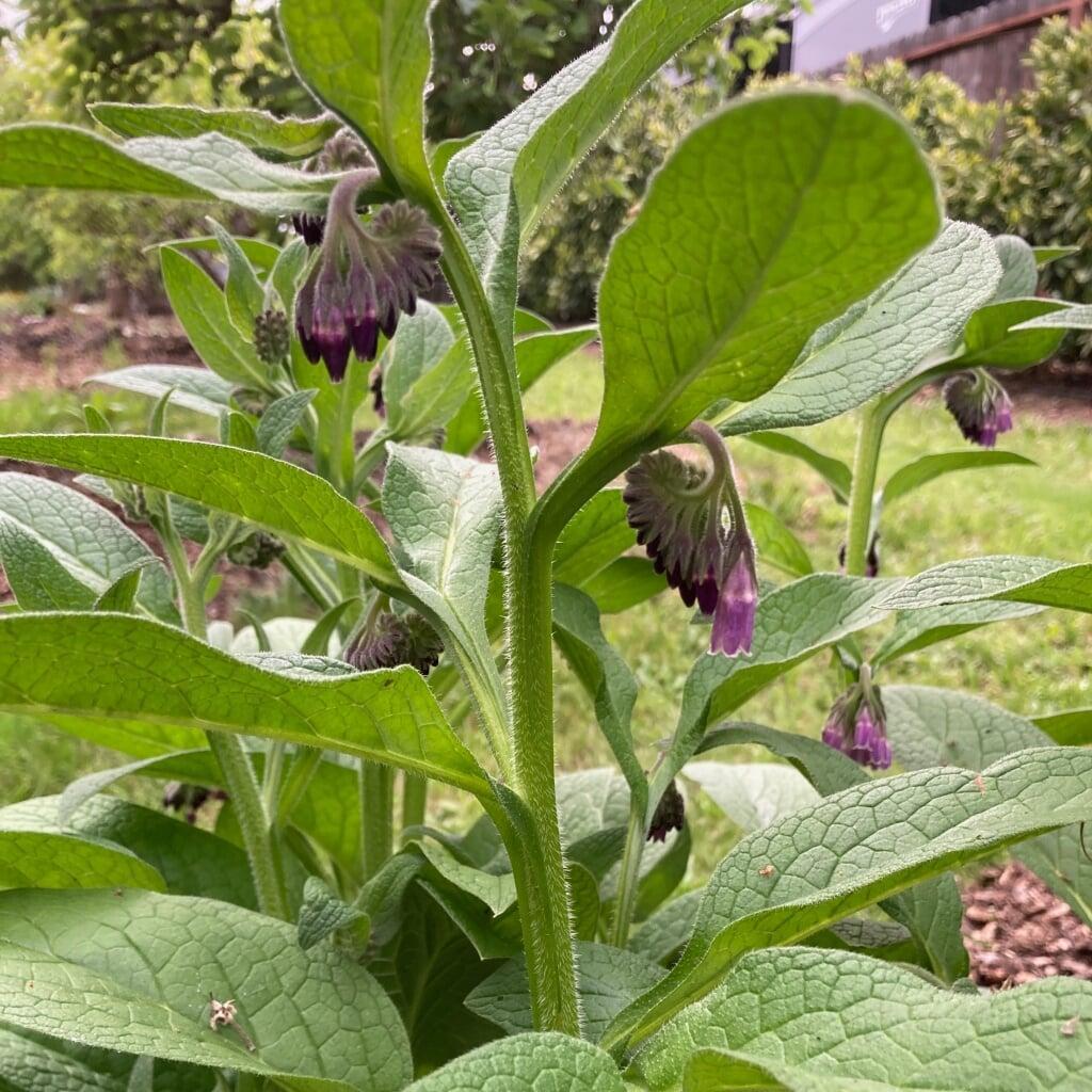 Comfrey