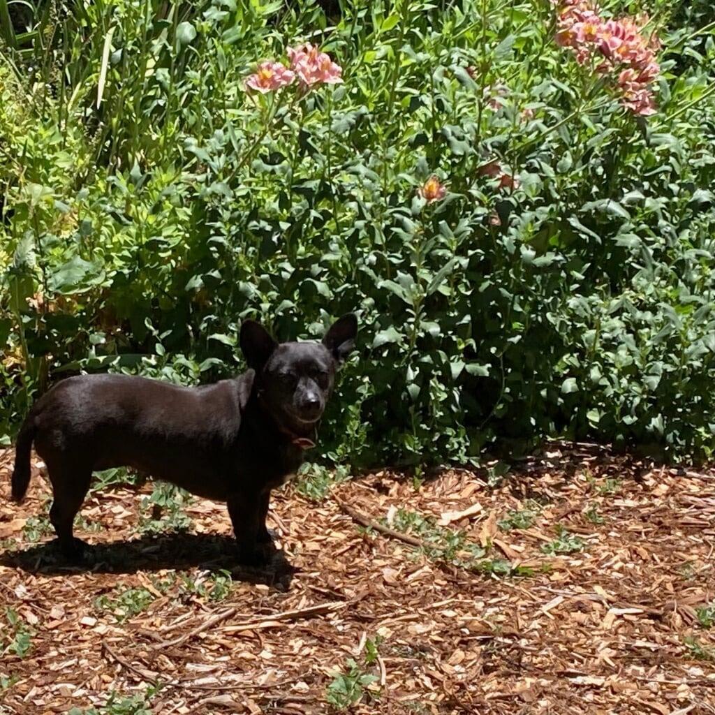 Mulch with chihuahua