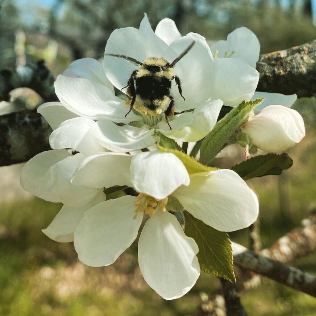 Apple blossom with bumblebee